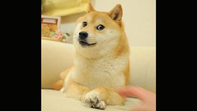問鼎app官方下載